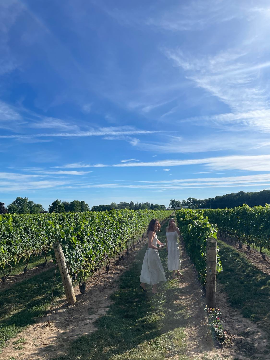 Rows of vines under a wide blue sky