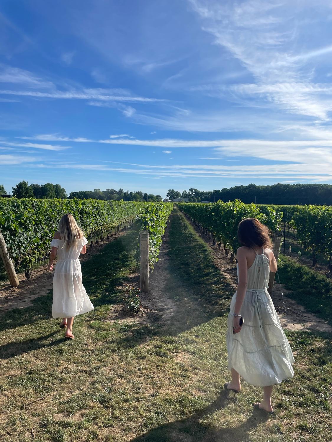 Two members walking between the vines