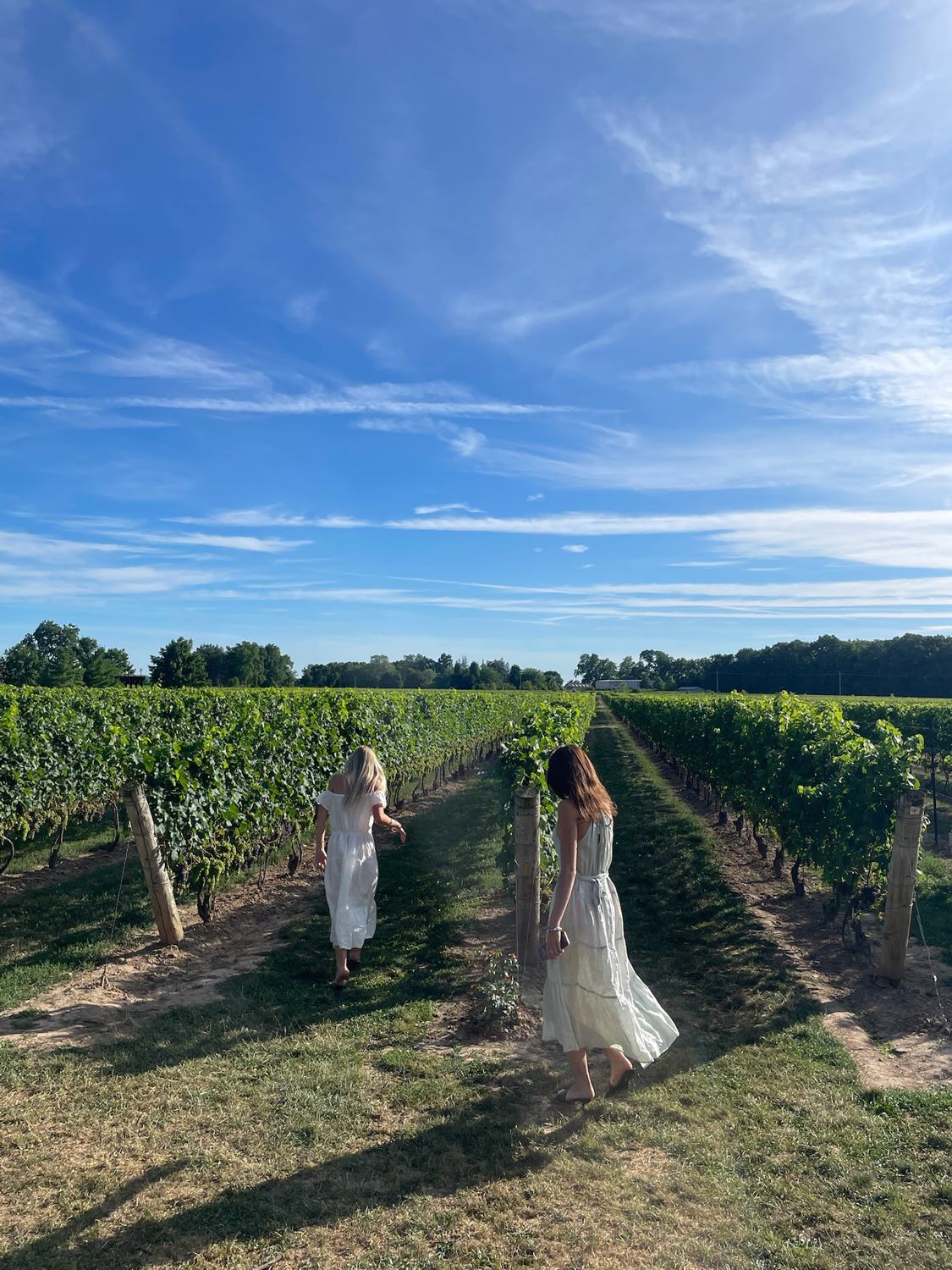 Two members among the vine rows